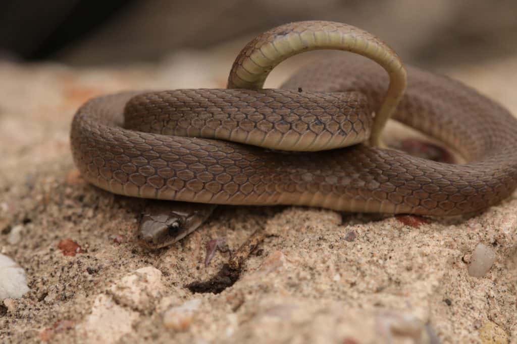 Rough Earth Snake coiled on top of rock
