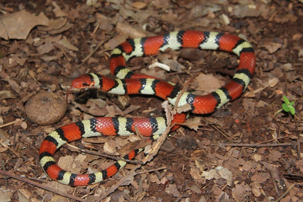 Scarlet kingsnake on top of dead leaves and twigs