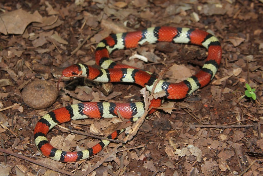 Kentucky Snakes Species Guide (With Pictures + Safety Tips!)