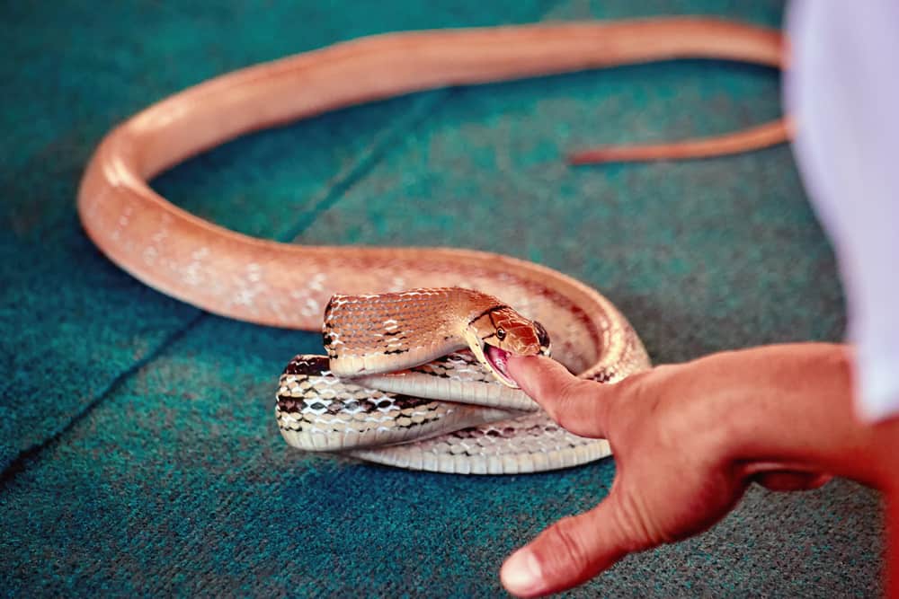 Snake biting finger