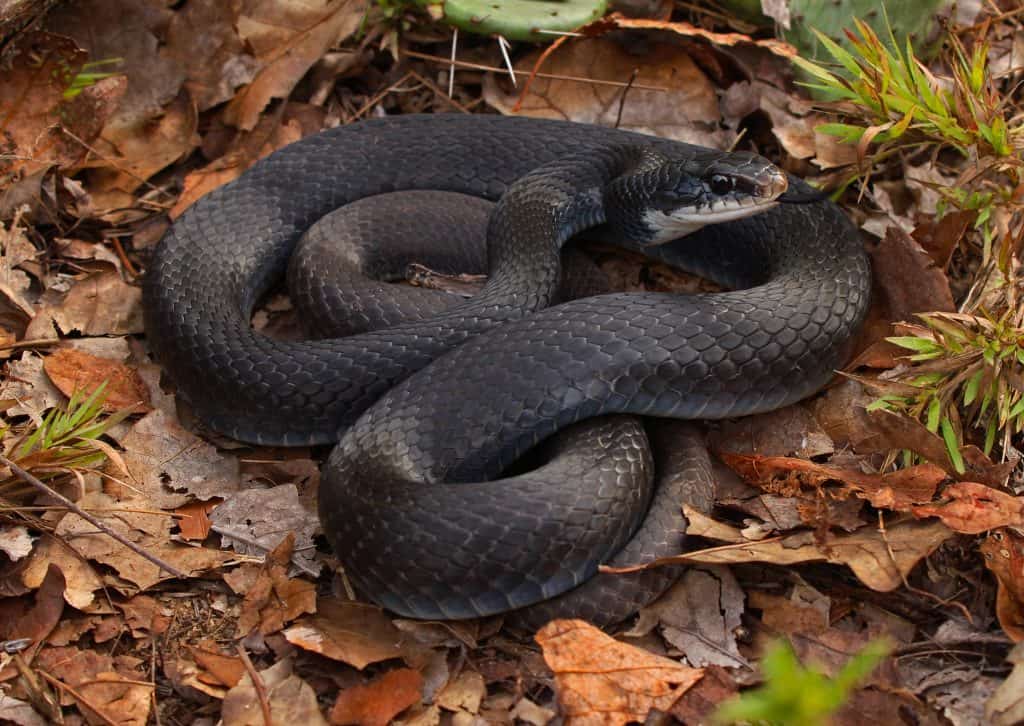 Southern Black Racer coiled on top of dead leaves