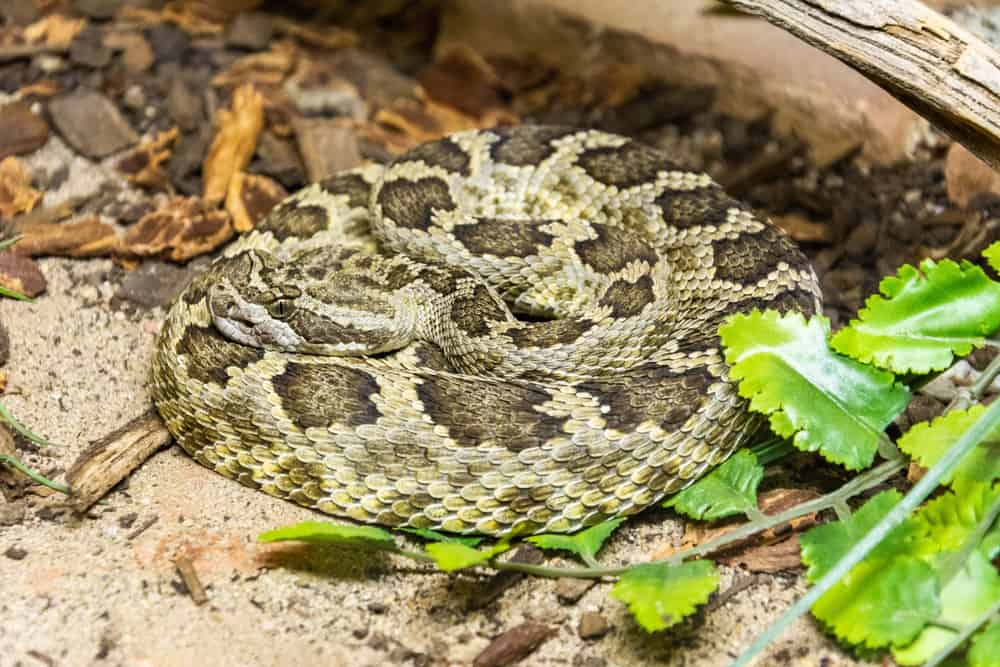 Southern Pacific rattlesnake