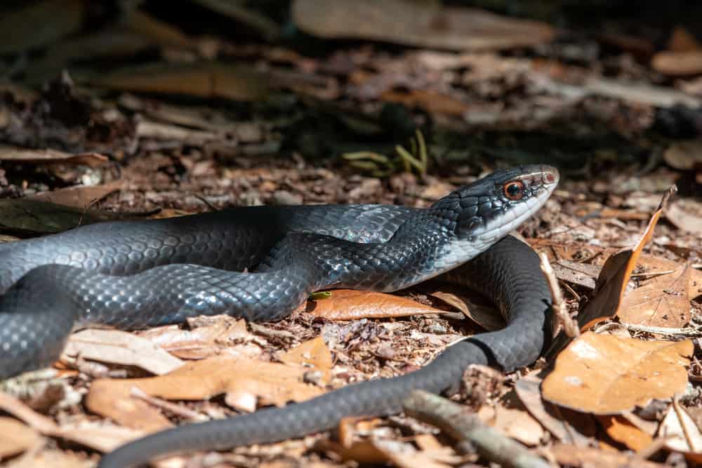 Southern black racer snake sunning on top of dead leaves