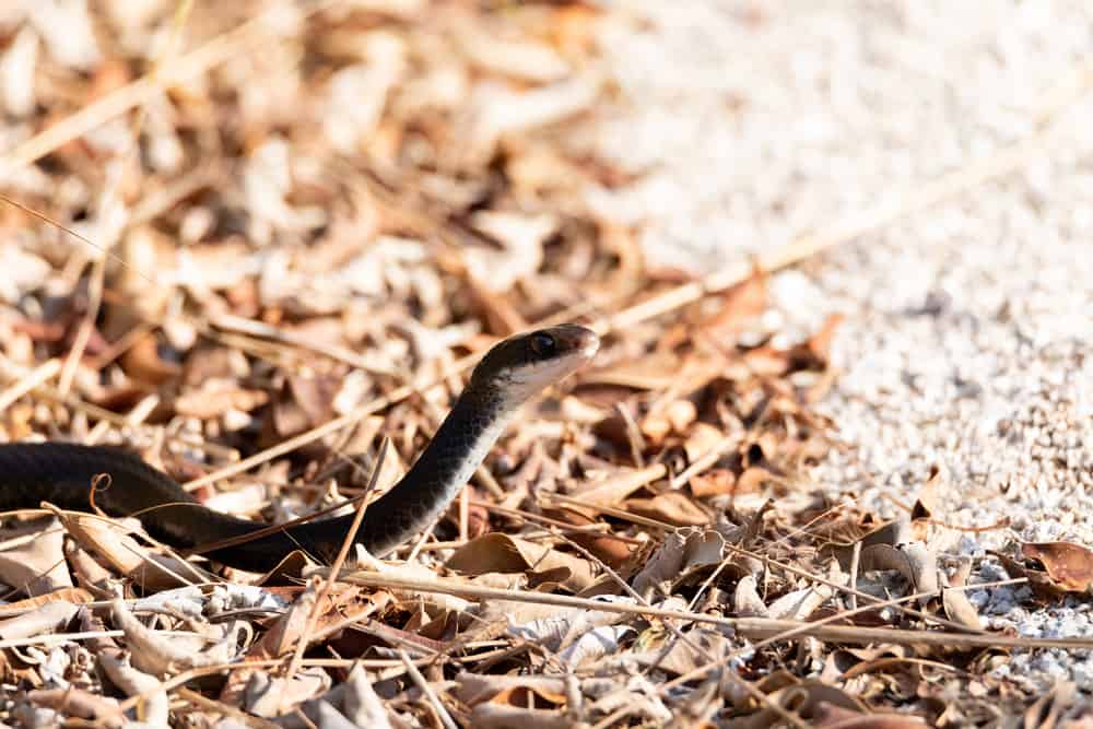Southern black racer snake on top of dead leaves