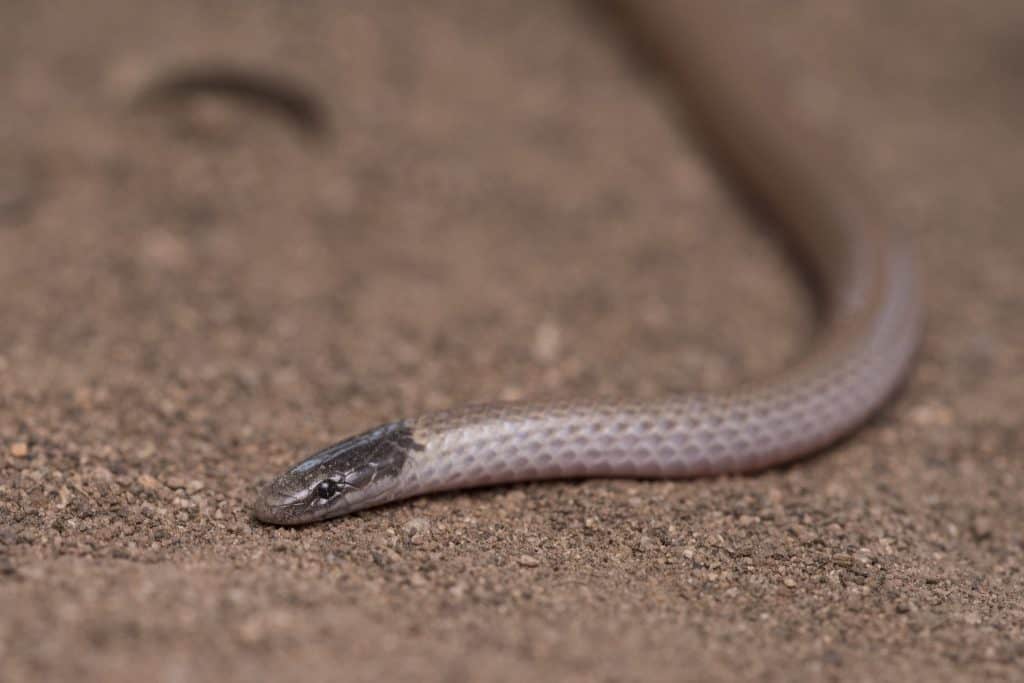 Southwestern Black-Headed Snake close up on top of  dirt