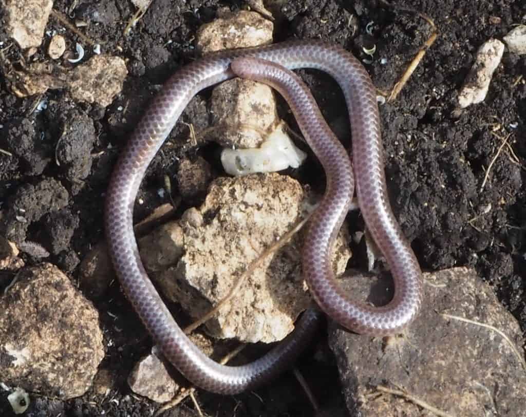Texas Blind Snake on the ground of top or rocks