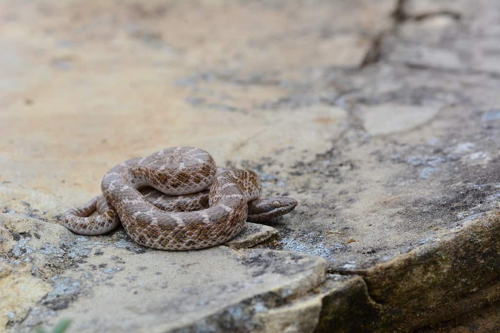 Texas Night Snake coiled on top of a rock