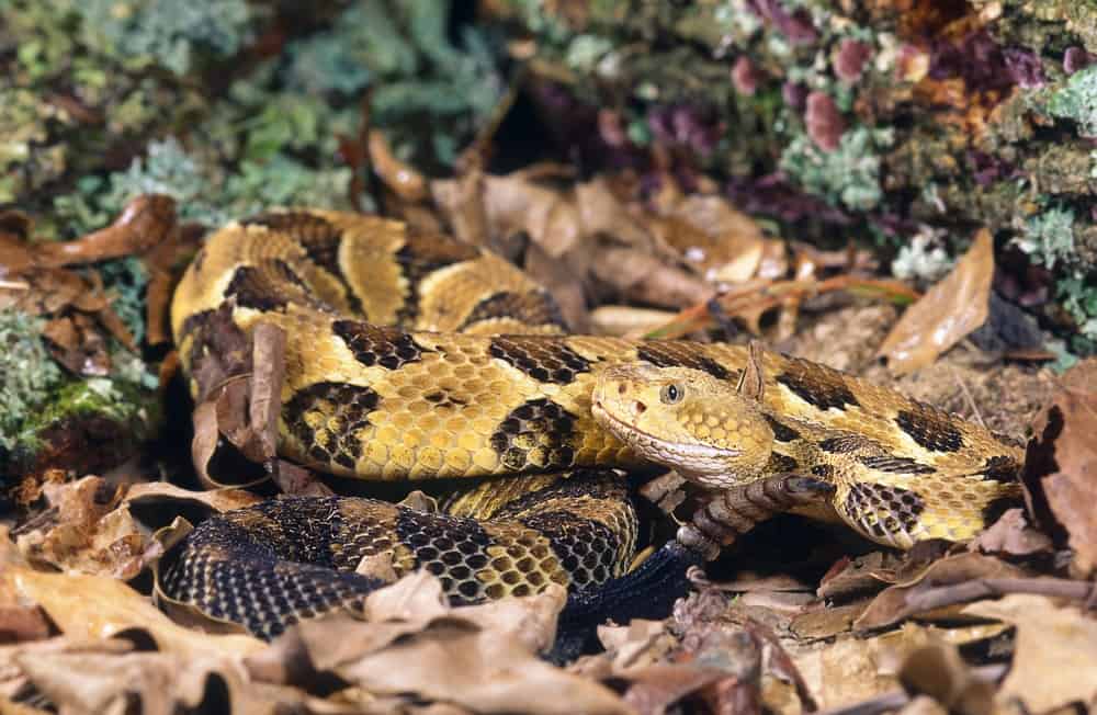 Timber Rattlesnake coiled up surrounded grass and dead leaves