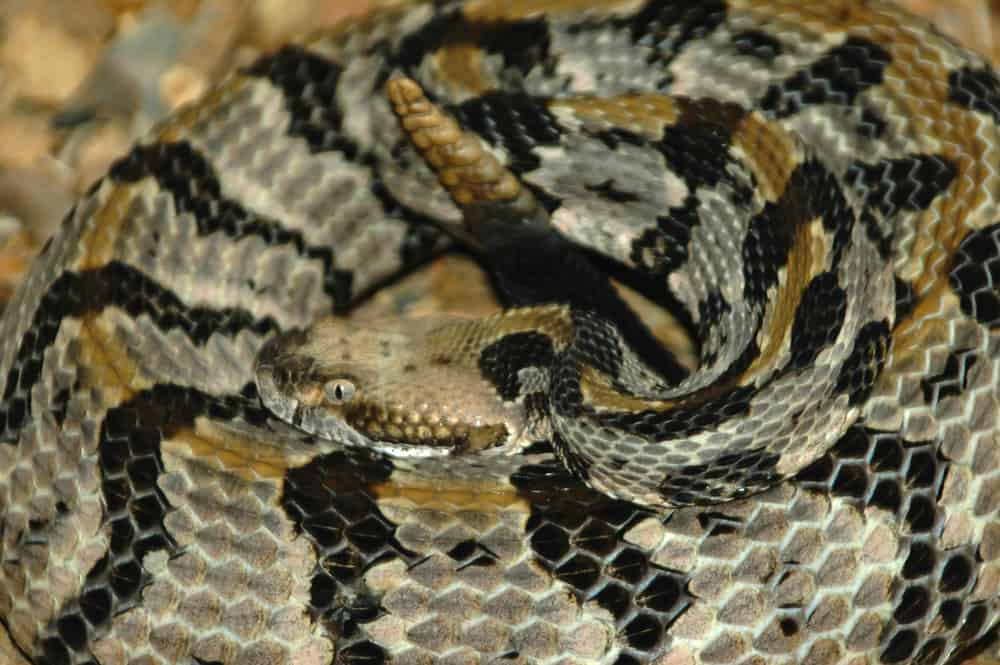 Timber Rattlesnake coiled with its rattle showing