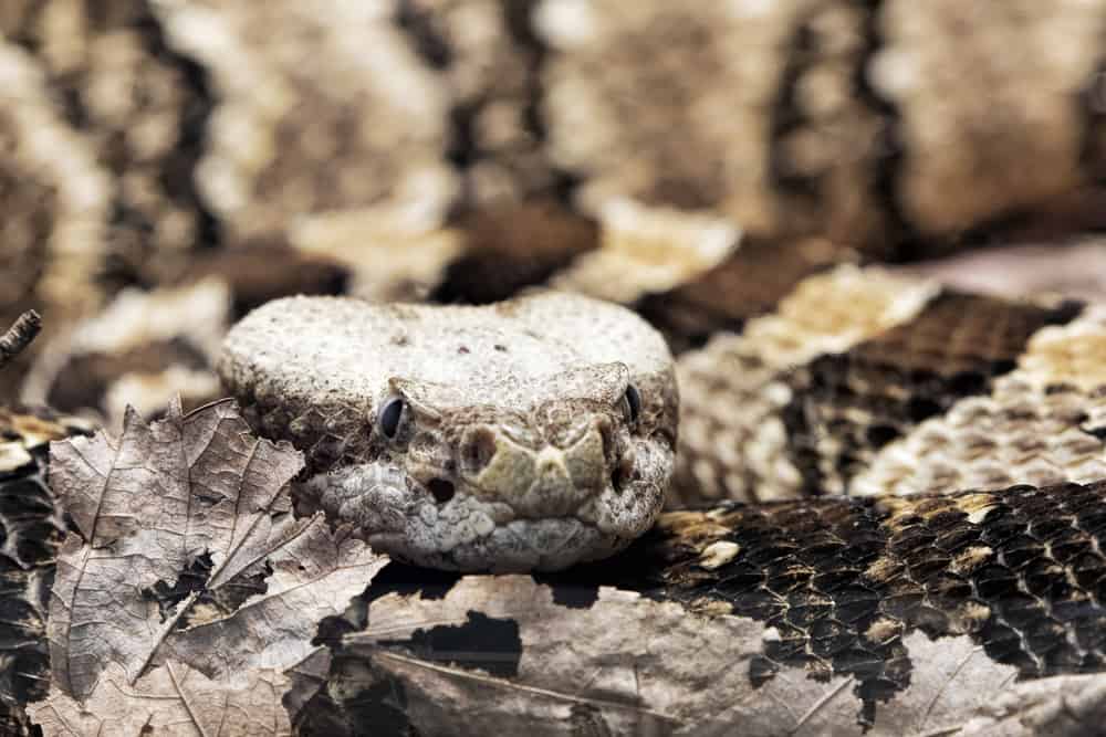 Timber Rattlesnake close-up with dead leaves