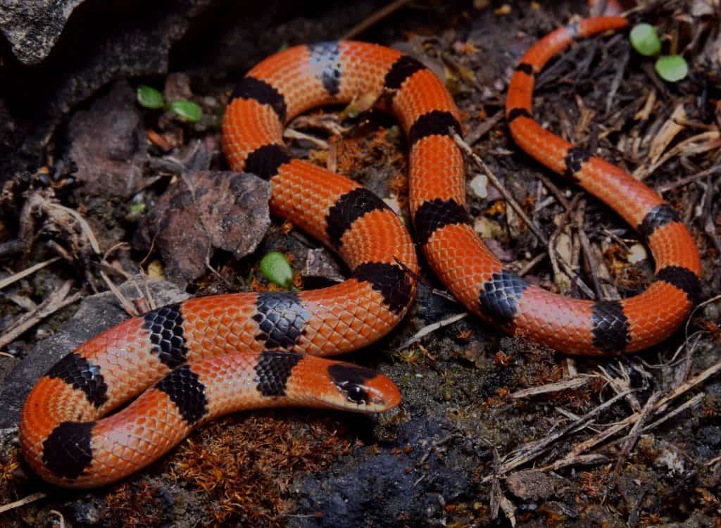 Variable Ground Snake surrounded by leaves, twigs and rocks