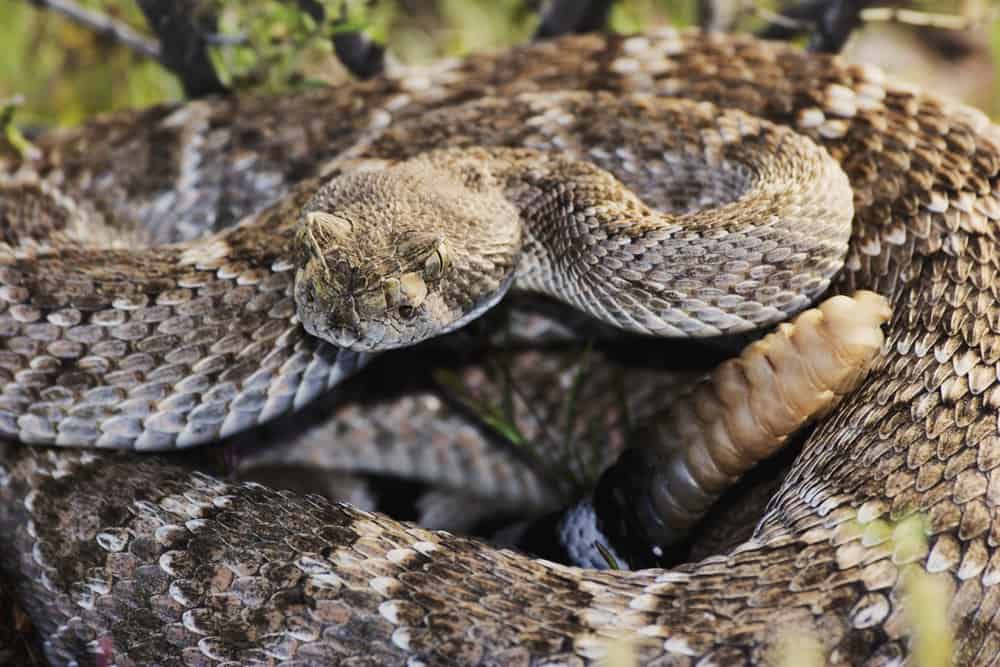 Western Diamondback Rattlesnake coiled with its rattle showing