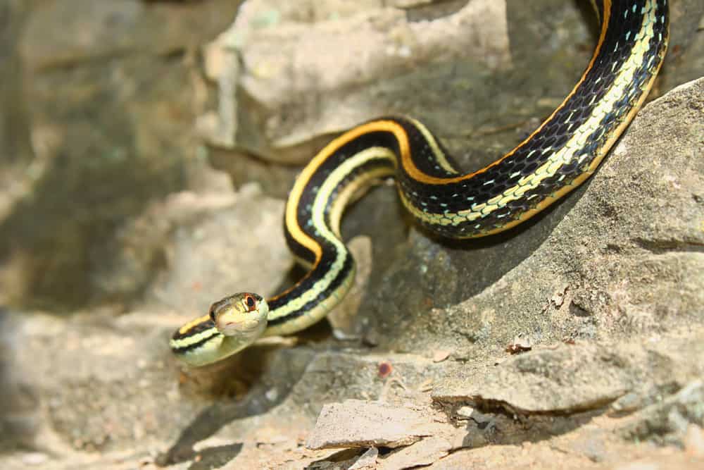 Western Ribbon Snake on top of rocks staring at you