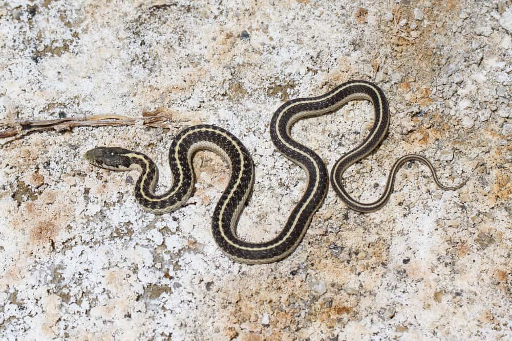 Western Terrestrial Garter Snake on salt flats
