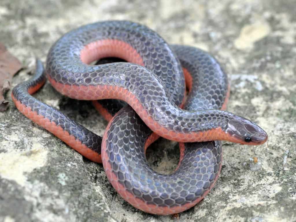 Western Worm Snake coiled on top of a rock