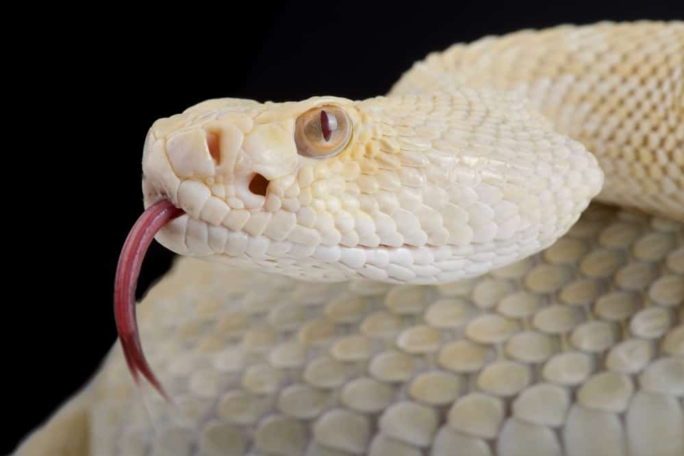 Western diamondback rattlesnake with tongue out