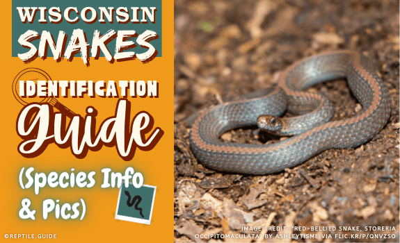 Wisconsin Snakes Identification Guide (Species Info & Pics) (3)