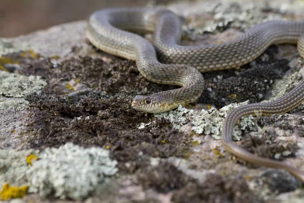 Yellow-Bellied Racer on top of rocks
