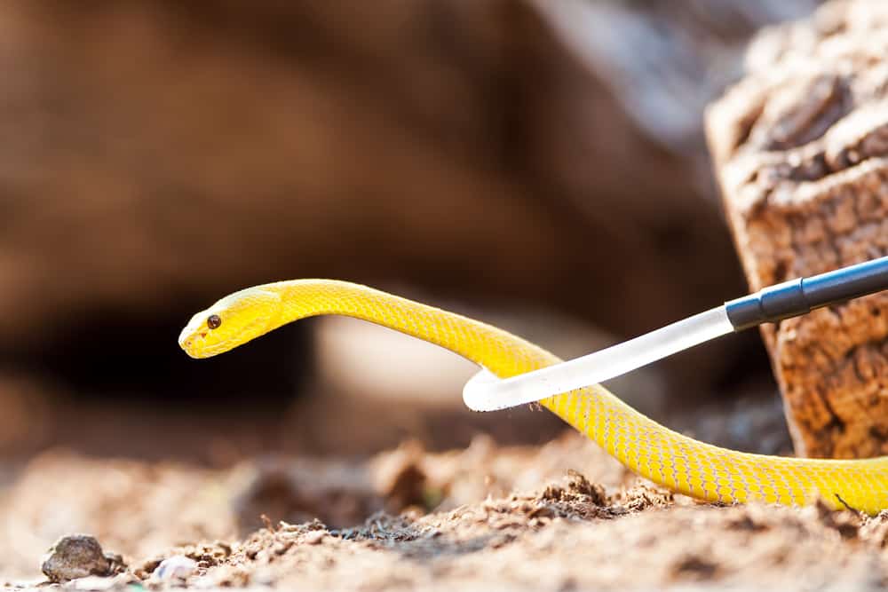 Yellow Wetar Island tree viper getting handled by snake hook