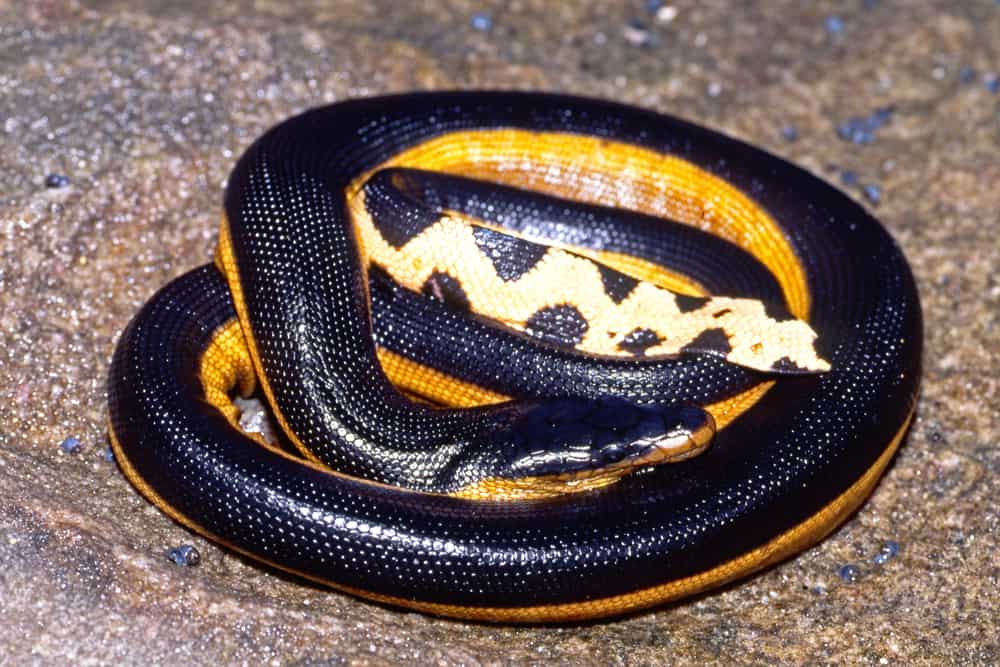 Yellow-bellied Sea Snake coiled on the ground