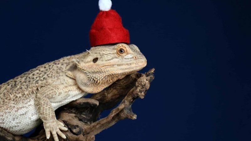 Husbandry Handbook: Inland Bearded Dragon - Pogona vitticeps