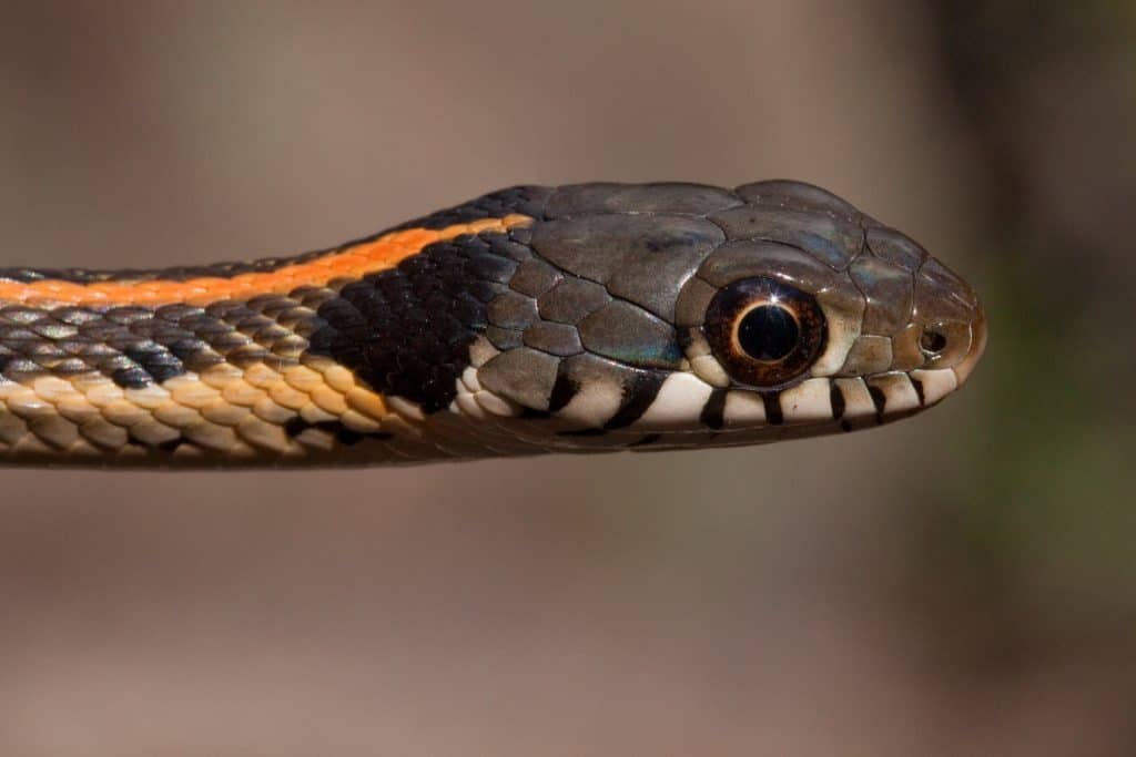black-necked garter snake