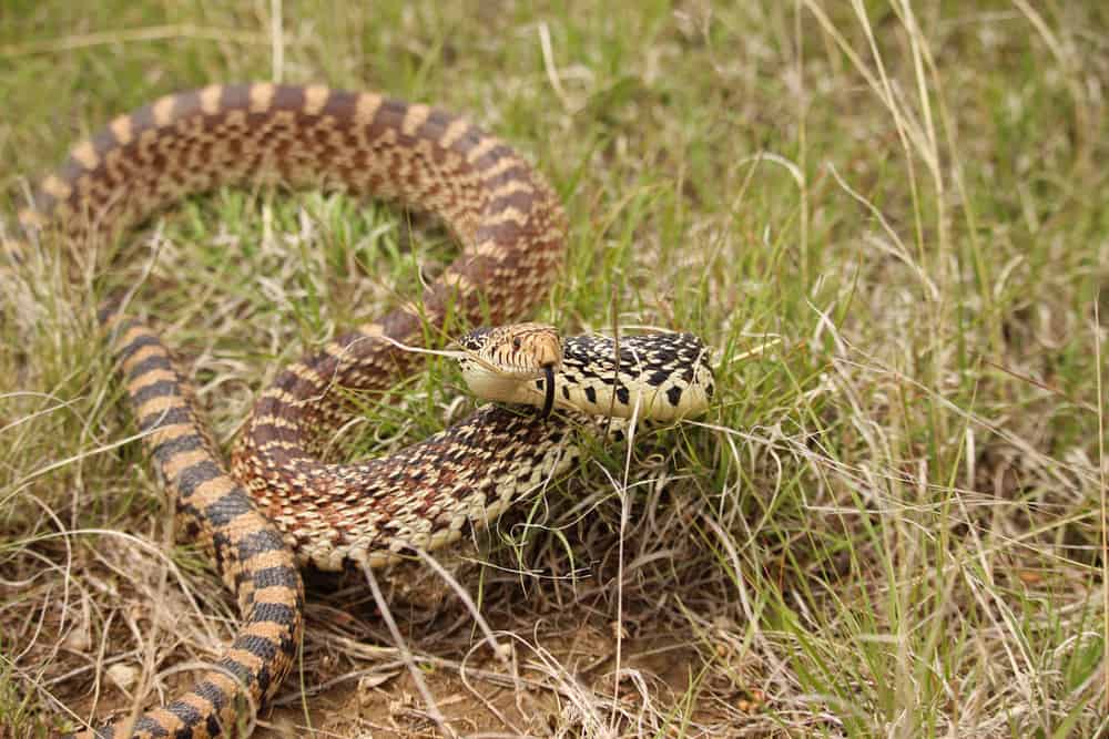 bull snake in the grass with its tongue out in a defensive position