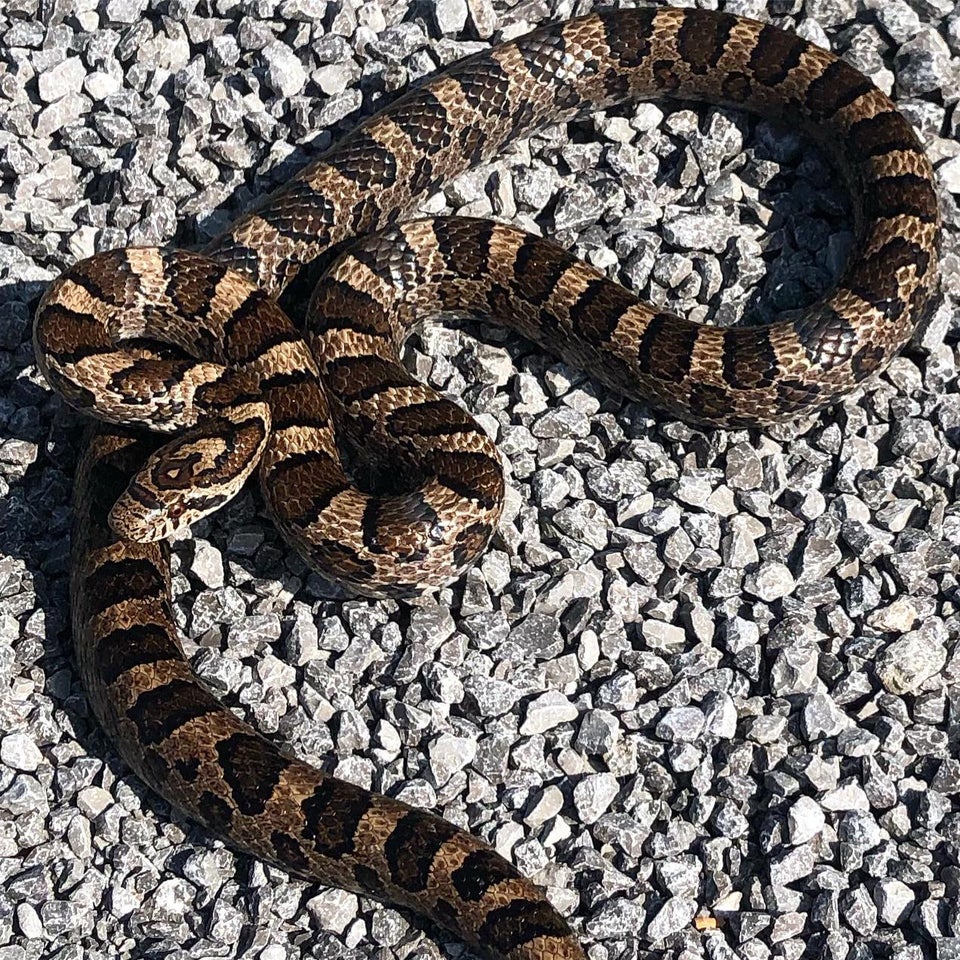 Eastern milk snake coiled on top of rocks