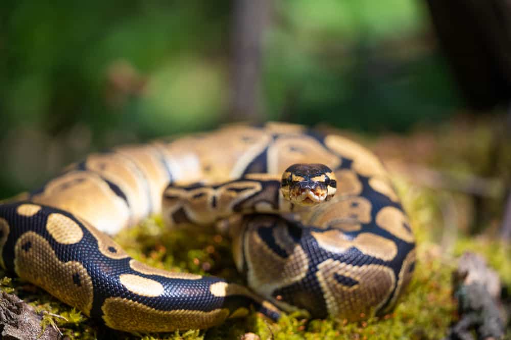 royal python looking straight at you