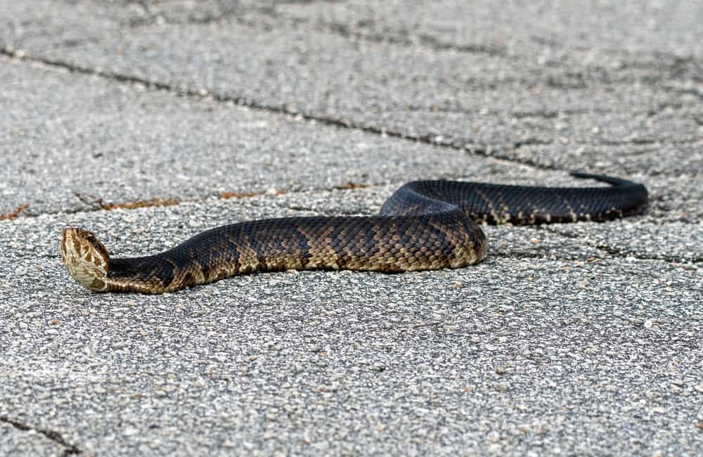 Cottonmouth crossing a road