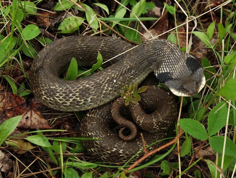 Eastern Hog-Nosed Snake