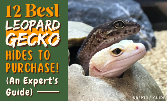 Best Leopard Gecko Hides (an Expert’s List on What to Buy!)