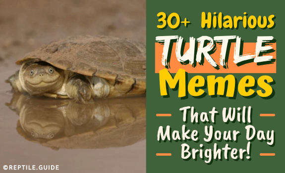 30+ Hilarious Turtle Memes That Will Take Your Stress Away