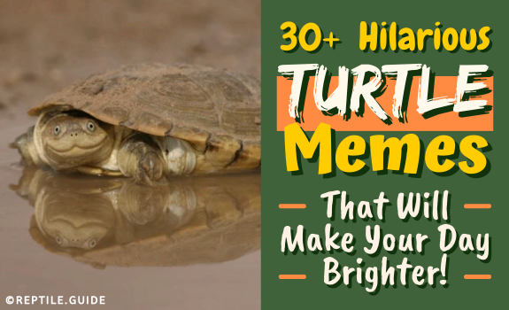 funny turtle pictures with words