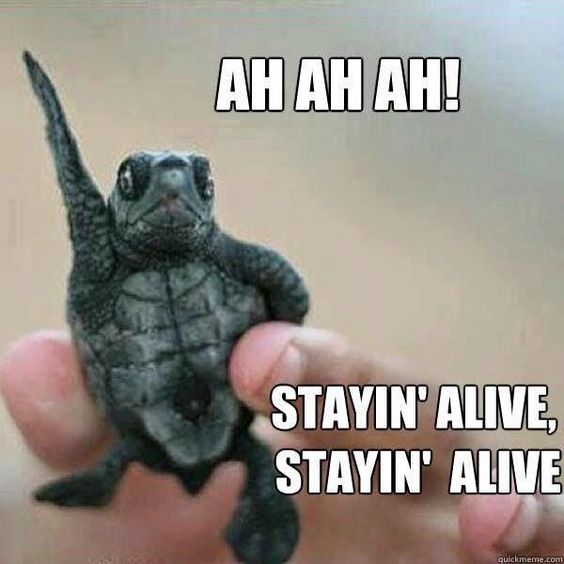 Ah ah ah turtle meme