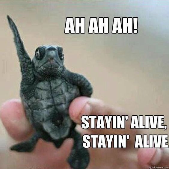 Hilarious Turtle Memes That Will Make Your Day Brighter