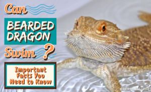 Can Bearded Dragons Swim? (Important Facts You Need to Know)