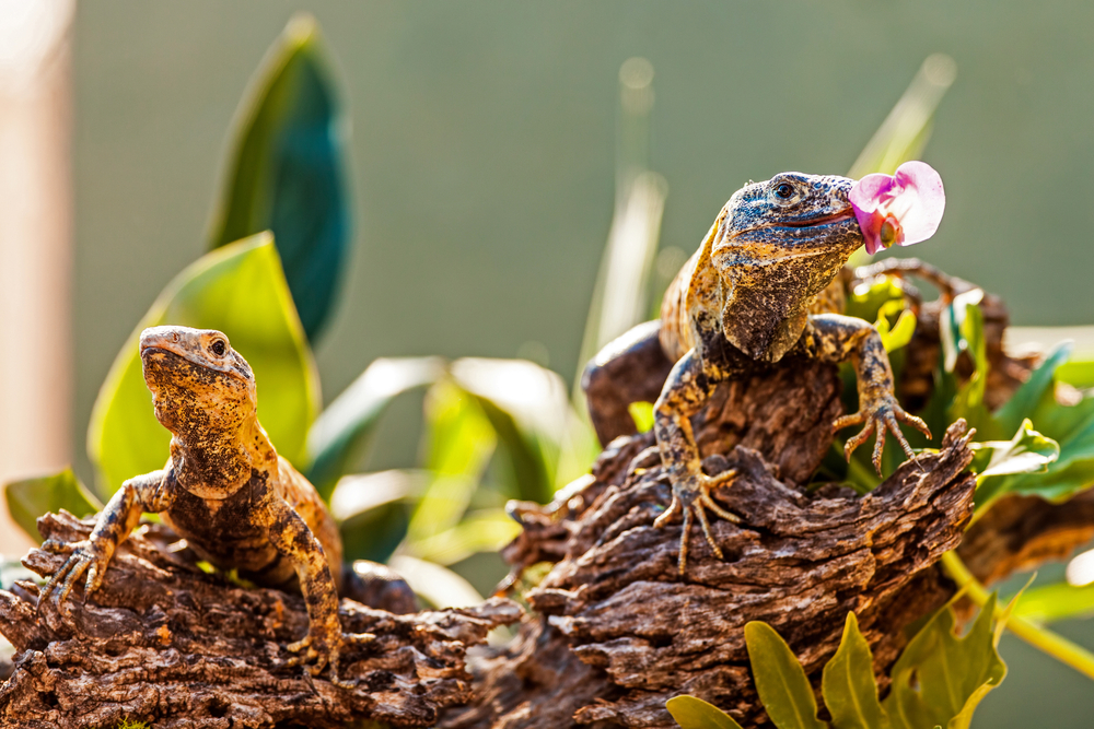 lizard eating insect