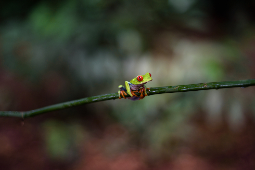 Costa Rican Red Eyed Treefrog