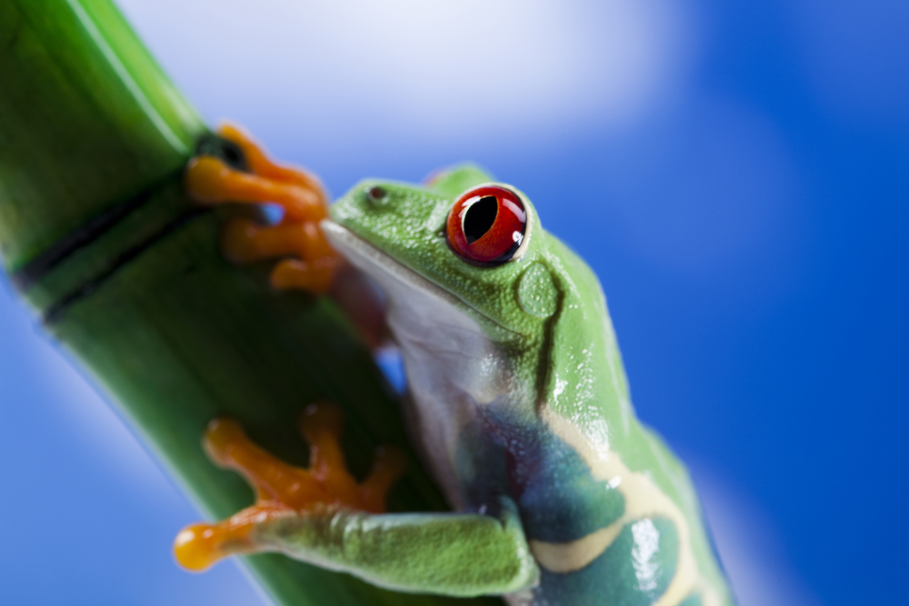 Red-Eyed Tree Frog  Rainforest Alliance