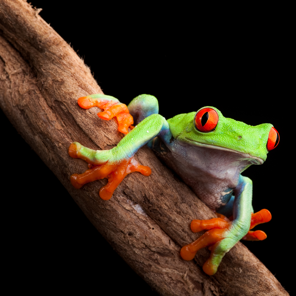 Green Frog, Red eyed tree frog