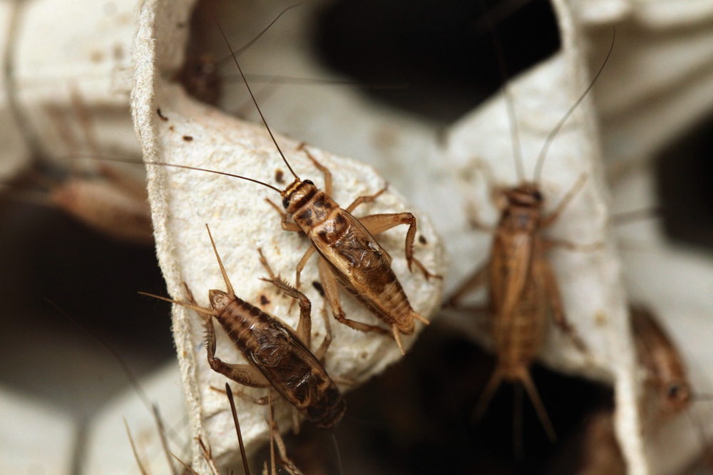 House cricket