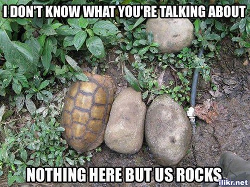 I don't know what you're taking about, nothing here but us rocks meme