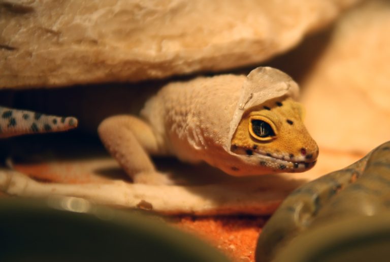What Do Lizards Eat in the Wild & as Pets? A Complete Guide!