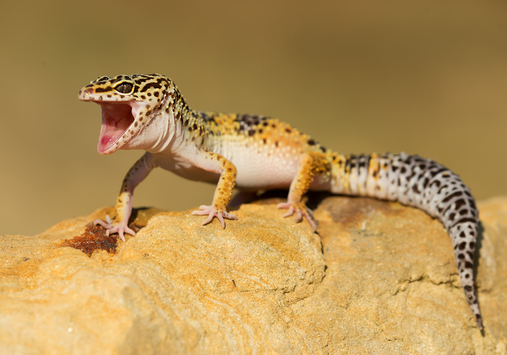 Leopard gecko