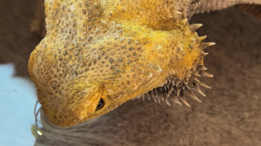 Pogona Vitticeps