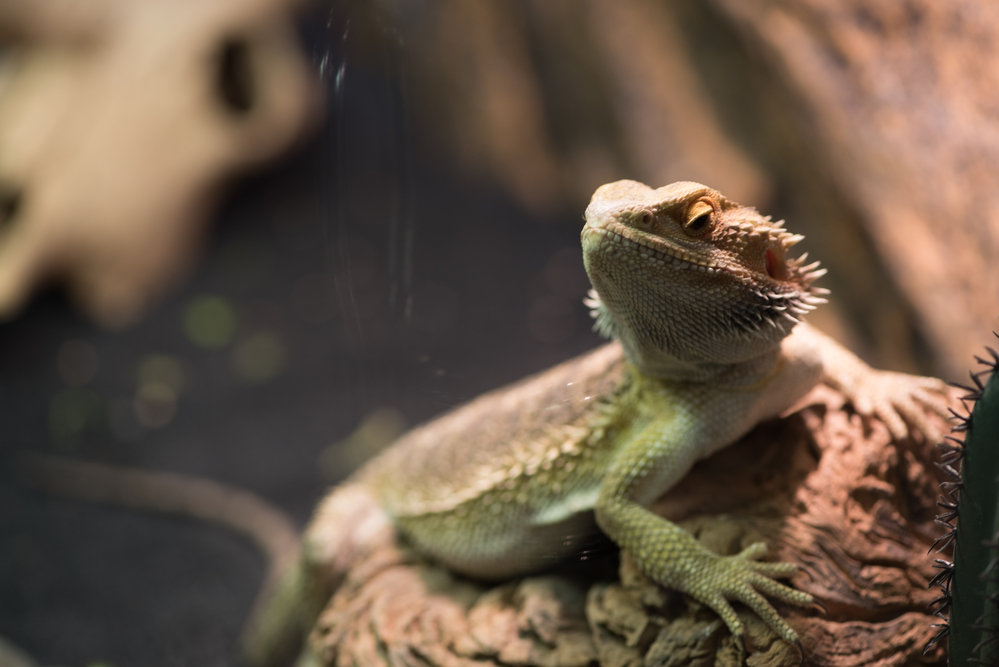 Pogona vitticeps