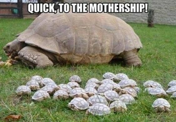 turtle funny meme