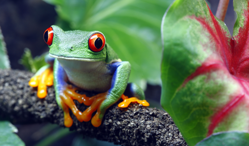 blue red eyed tree frogs