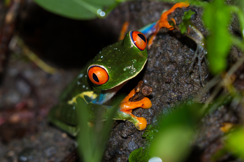 red eyed tree frog tadpoles